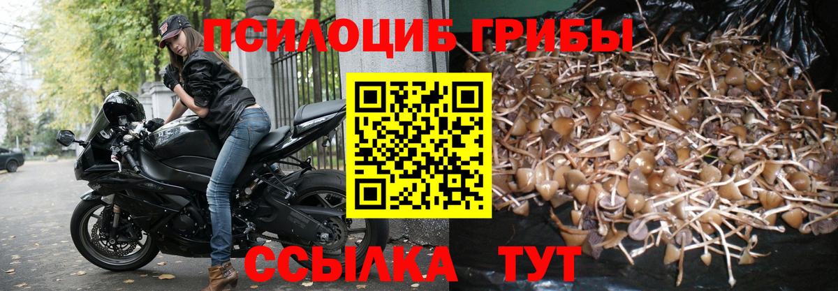 Йошкар-Ола  Псилоцибиновые грибы Psilocybe  Вход с VPN 