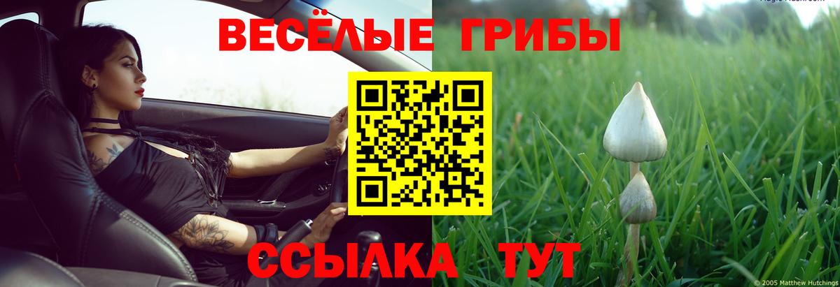 Псилоцибиновые грибы Psilocybe Йошкар-Ола